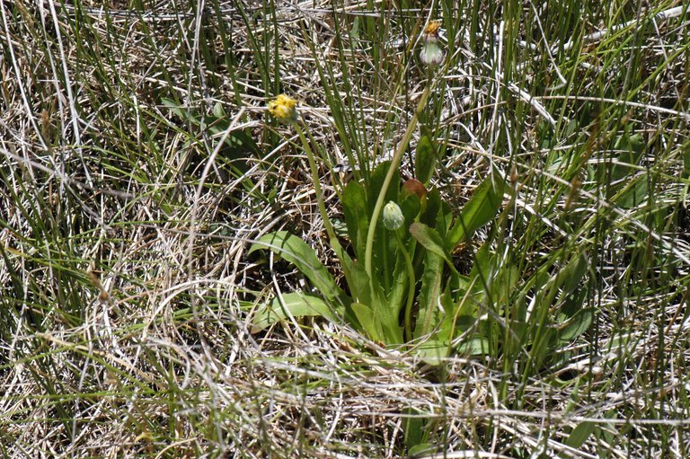 Image of California dandelion