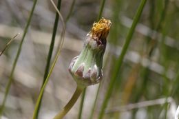 Image of California dandelion