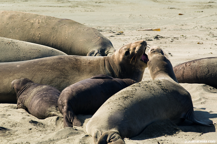 Image of Northern Elephant Seal