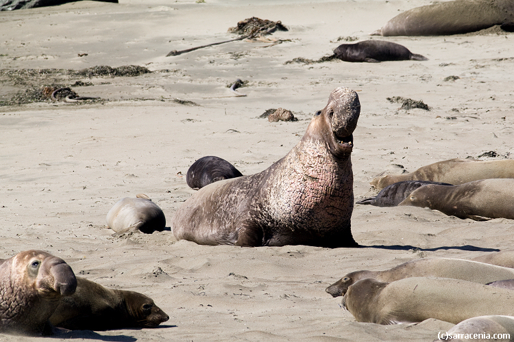 Image of Northern Elephant Seal