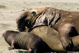 Image of Northern Elephant Seal