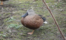 Image of <i>Anas platalea</i>