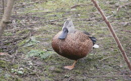 Image of <i>Anas platalea</i>