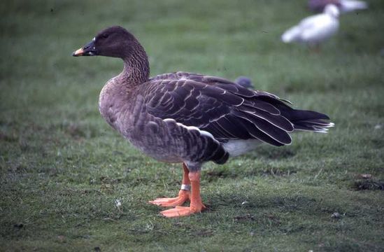 Image of Bean Goose