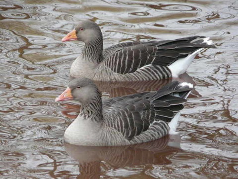 Image of Western Greylag Goose