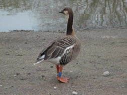 Image of Swan Goose