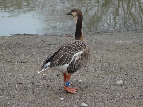 Image of Swan Goose