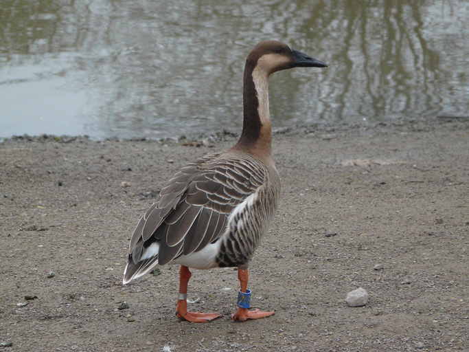 Image of Swan Goose