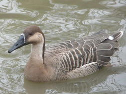 Image of Swan Goose