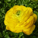 Imagem de Ranunculus asiaticus L.