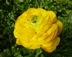 Image of Ranunculus asiaticus