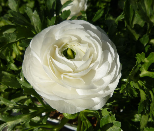 Image of Ranunculus asiaticus