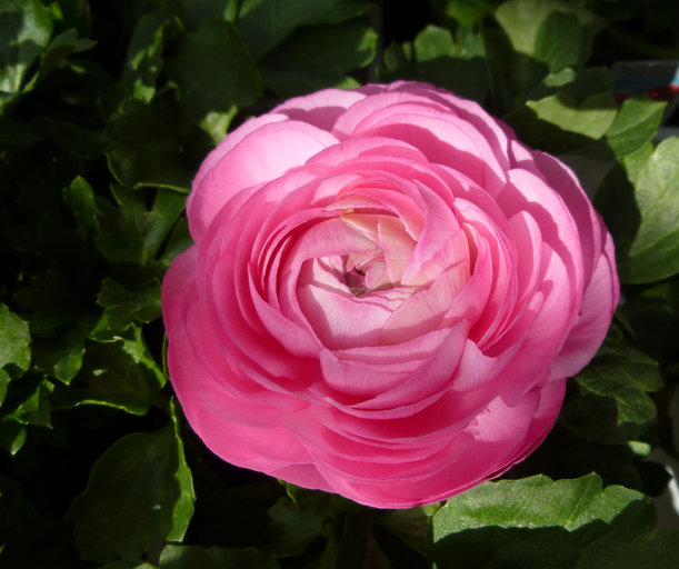 Image of Ranunculus asiaticus