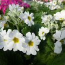 Primula malacoides Franch. resmi