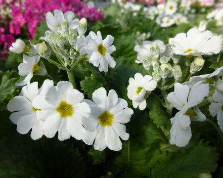 Image of Baby primula