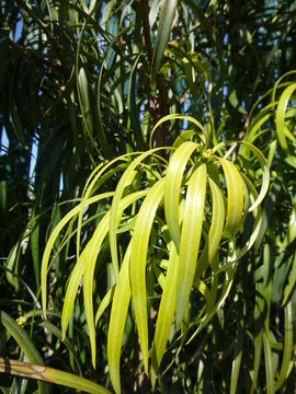 Image of Falcate Yellowwood