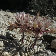 Image of darkred onion