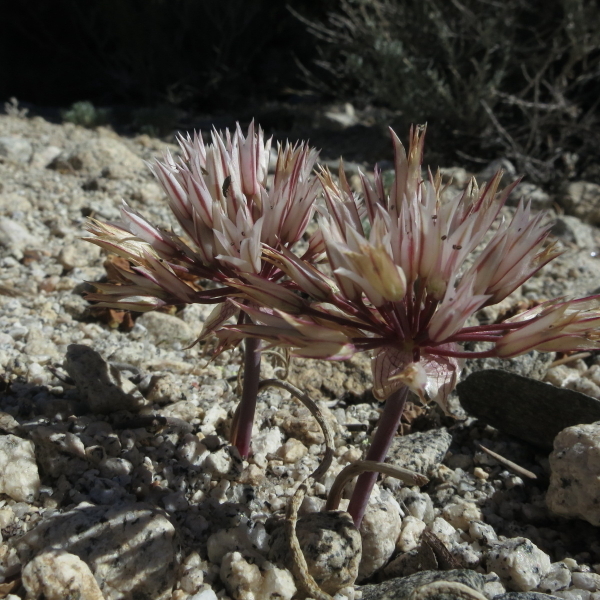 Image of darkred onion