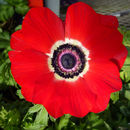 Imagem de Anemone coronaria L.