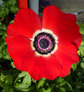 Imagem de Anemone coronaria L.