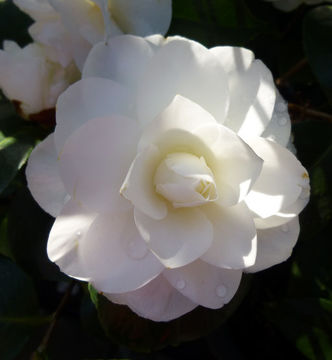 Слика од Camellia japonica L.