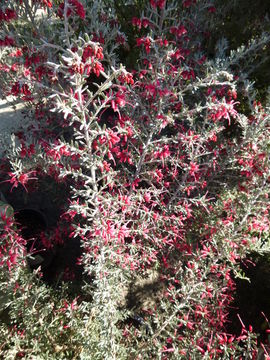 Image of Grevillea lavandulacea Schltdl.