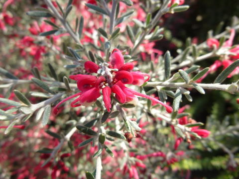 Image of Grevillea lavandulacea Schltdl.