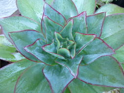 Image of Echeveria subrigida (Robins. & Seaton) Rose ex Britton & Rose