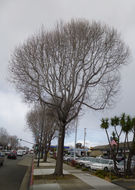 Image of American Sweetgum