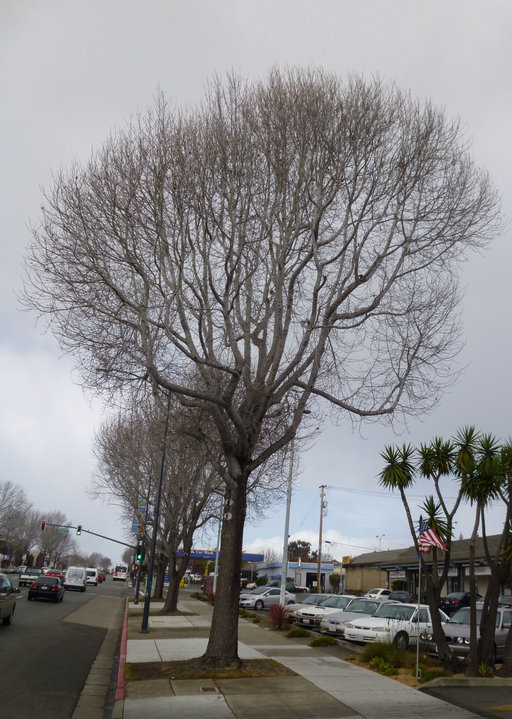 Image of American Sweetgum