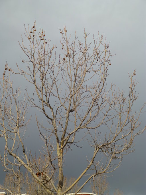 Image of American Sweetgum