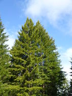Image of California Redwood