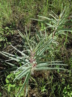 Image of bract milkweed