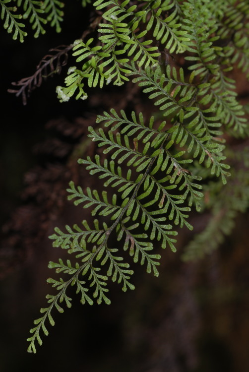 Слика од Adenophorus tamariscinus (Kaulf.) Hook. & Grev.