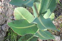 Image of nodding milkweed