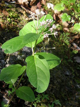 Image of Asclepias jorgeana M. Fishbein & S. P. Lynch