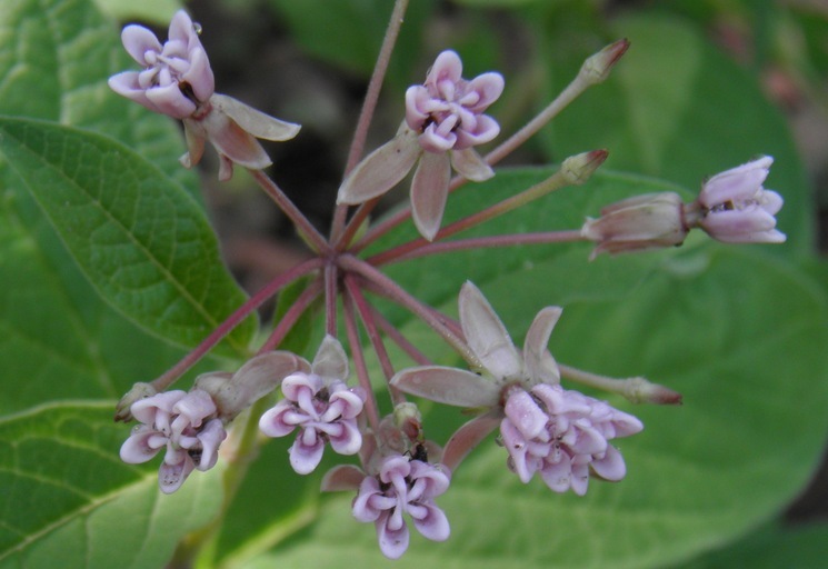 Image of Asclepias jorgeana M. Fishbein & S. P. Lynch