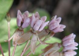 Image of Asclepias jorgeana M. Fishbein & S. P. Lynch