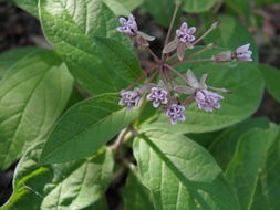 Image of Asclepias jorgeana M. Fishbein & S. P. Lynch