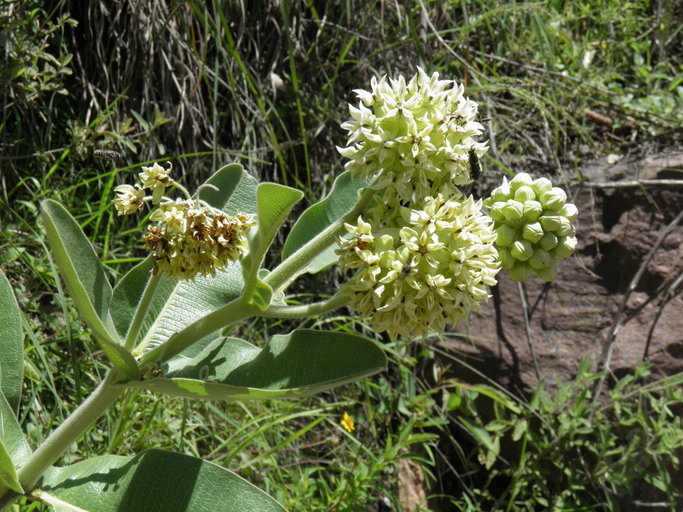 Image of Lemmon's milkweed