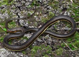 Sivun Psammophis condanarus (Merrem 1820) kuva