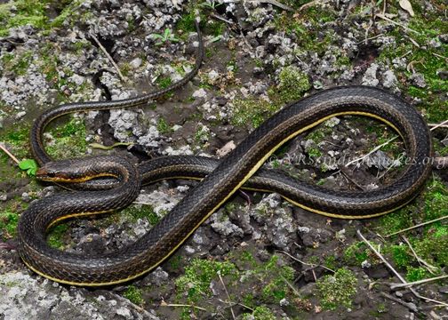 Image of Condanarous Sandsnake