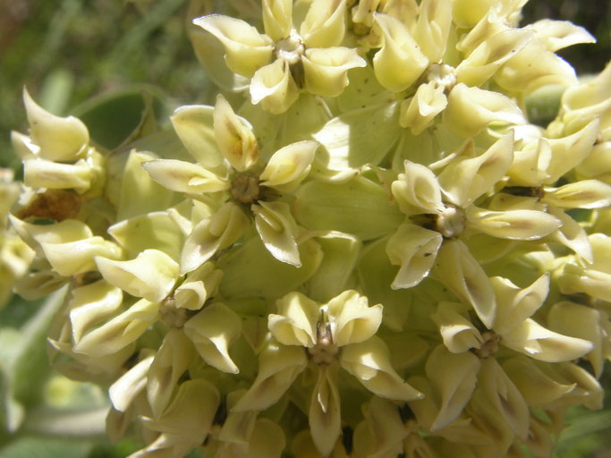 Image of Lemmon's milkweed