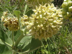 Image of Lemmon's milkweed