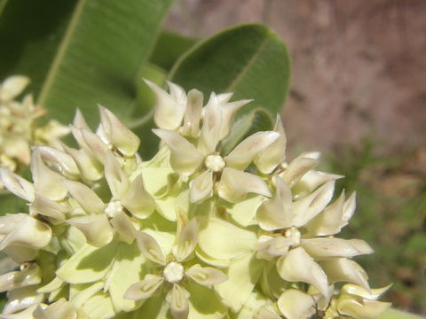 Image of Lemmon's milkweed