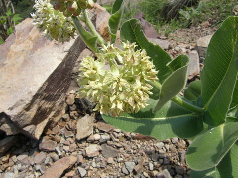 Image of Lemmon's milkweed