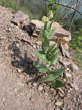 Image of Lemmon's milkweed