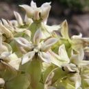Sivun Asclepias lemmonii A. Gray kuva