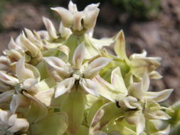 Image of Lemmon's milkweed