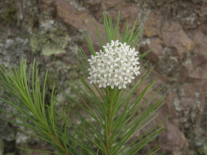 Image of pineneedle milkweed